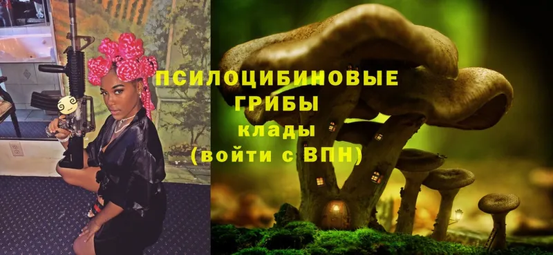 купить закладку  Калтан  Псилоцибиновые грибы Psilocybe 